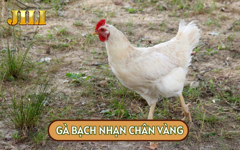 MỘT SỐ MÀU MẠNG GÀ NHẠN VÀ CÁC KIỂU CHÂN QUEN THUỘC