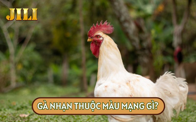 LÝ GIẢI GÀ NHẠN THUỘC MÀU MẠNG GÌ?