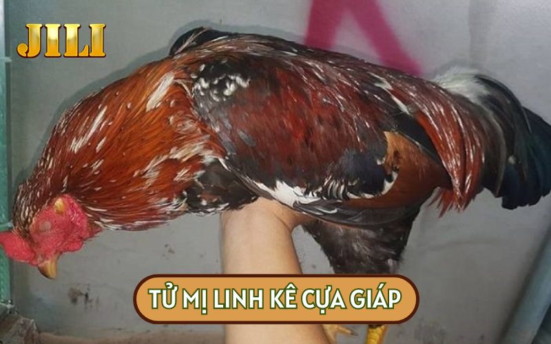 TỬ MỊ LINH KÊ CỰA GIÁP