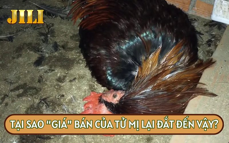 TẠI SAO “GIÁ” BÁN CỦA LINH KÊ TỬ MỊ LẠI ĐẮT ĐẾN VẬY?