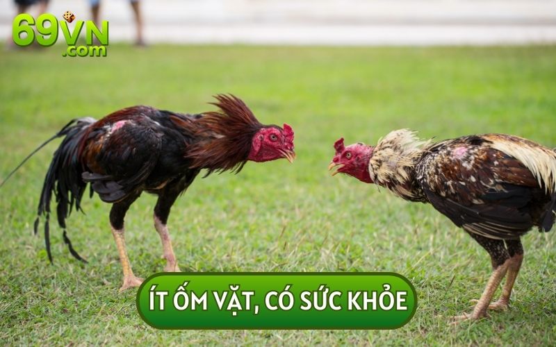 Một số điểm đặc biệt của các chiến kê có vảy gà án thiên