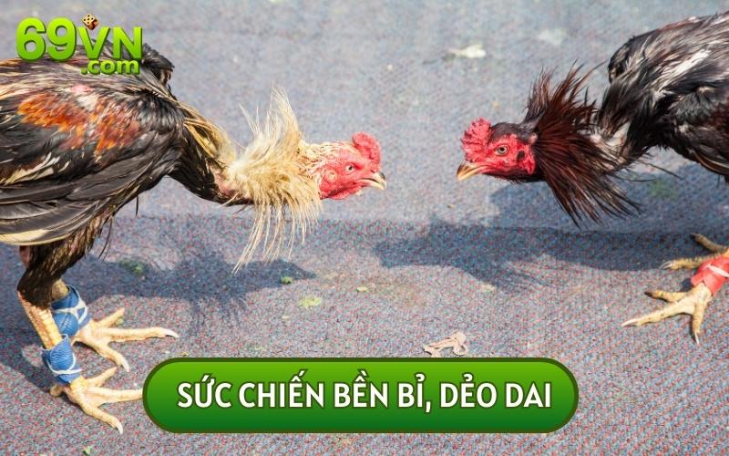 Sức chiến bền bỉ, dẻo dai